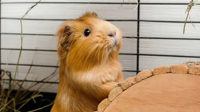 Ruda świnka morska w klatce, ciekawa świata. Zastanawiasz się, ile żyje świnka morska? Dbaj o nią, a będzie towarzyszyć Ci wiele lat.