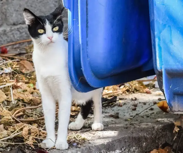 Gdzie wyrzucać odchody z kuwety? Uniknij błędów w utylizacji