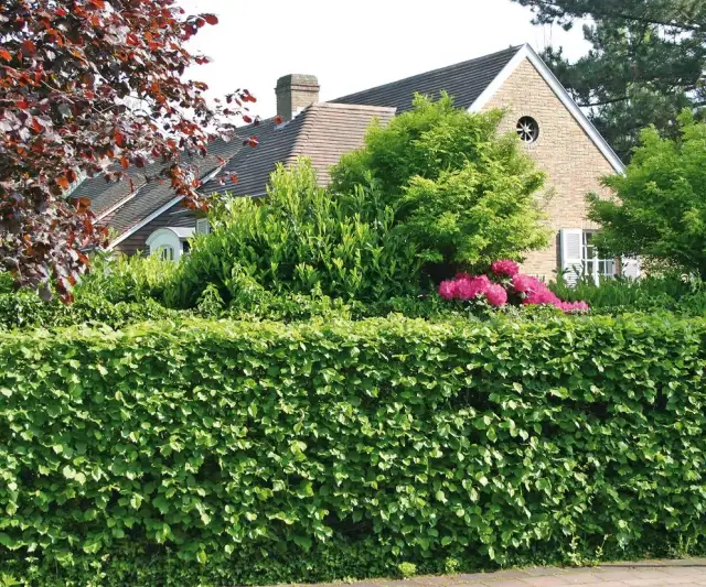 Co zamiast tui na ogrodzenie? Odkryj najlepsze alternatywy roślinne