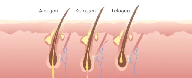 Czy rzęsy odrastają? Poznaj cykl i sposoby na szybki odrost!