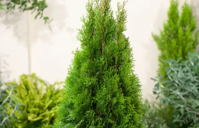 Jak przycinać tuje żeby były gęste - skuteczne metody i porady