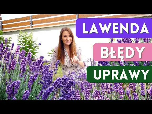 Jak przycinać lawendę, aby uniknąć błędów i cieszyć się pięknem rośliny