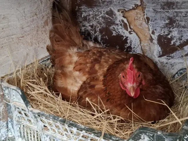 Brązowa kura siedzi w gnieździe wyłożonym słomą, w plastikowej skrzynce. To jej naturalne środowisko, gdzie czeka na wyklucie się piskląt, jakby to była jej własna kiszonka dla kur.
