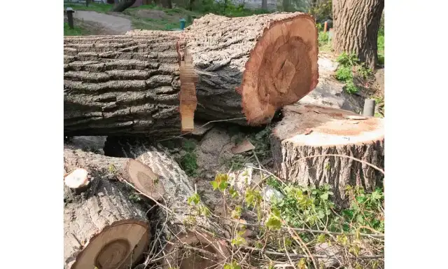 Wycinka drzew na działce: kiedy można bez zezwolenia? Sprawdź!