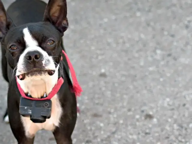 Boston Terrier z kamerą na obroży. Czy obroża elektryczna jest legalna w Polsce? To pytanie nurtuje wielu właścicieli psów.