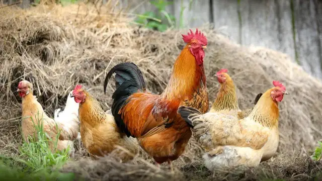 Jak rozmnażają się brojlery? Fakty, które mogą Cię zaskoczyć