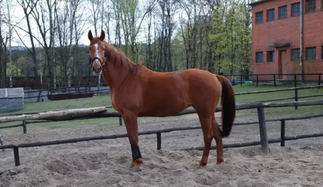 Najlepsze stadniny koni w Kielcach: Nauka jazdy i obozy jeździeckie