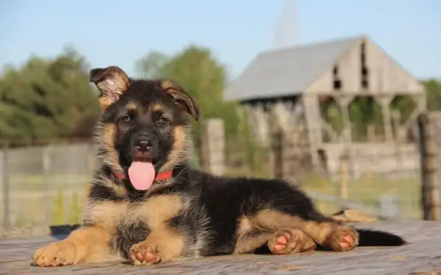 Karmienie szczeniaka owczarka niemieckiego: Dawkowanie i błędy