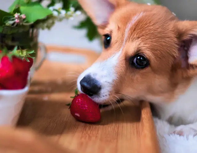 Truskawki dla psa: Tak, ale z umiarem? Poznaj zasady bezpieczeństwa!