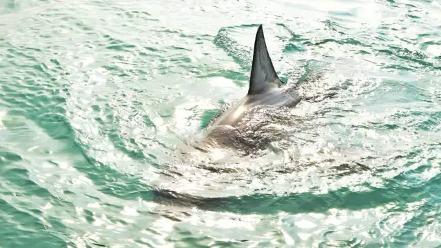 Czy rekiny w Bałtyku są groźne? Rozwiewamy mity i obawy