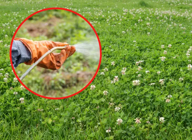 Czerwona koniczyna na trawniku: jak skutecznie zwalczyć chwast?