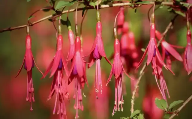 Jak zimować fuksje i cieszyć się ich kwitnieniem przez cały rok