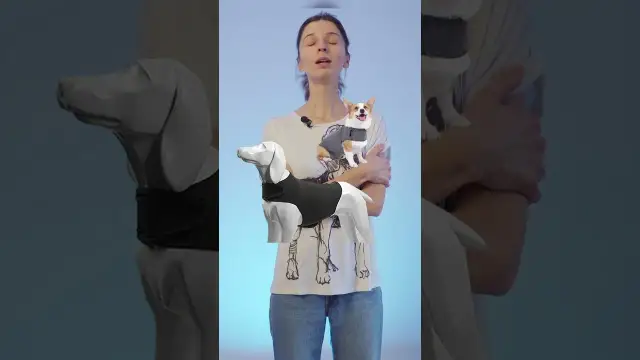 Kamizelka antystresowa dla psa DIY: zrób ją sam w 5 minut!