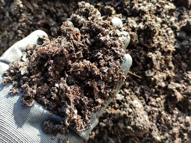 Jakie pH ma kompost? Poznaj optymalne wartości dla zdrowia roślin