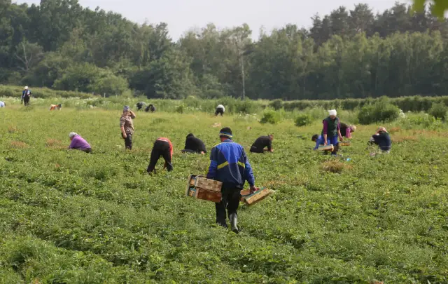 Ile można zarobić na truskawkach w Niemczech? Zaskakujące stawki!