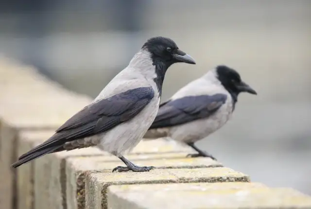 Dlaczego sól zabija ptaki? Poznaj ukryte zagrożenia i pomagaj mądrze