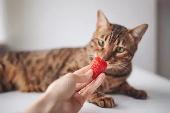 Czy koty mogą jeść truskawki? Odkryj, co musisz wiedzieć o ich diecie