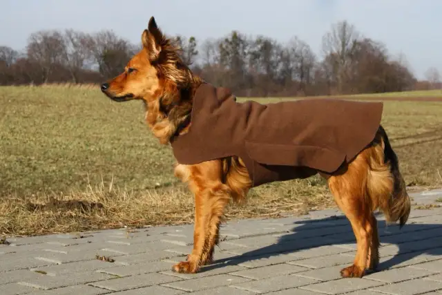 Jak uszyć kombinezon dla psa - proste kroki i praktyczne porady