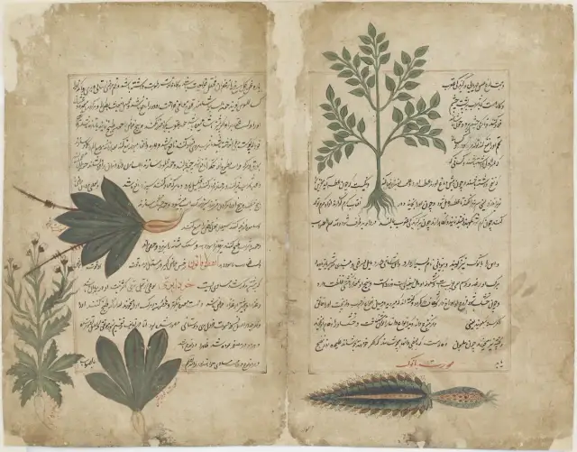 Państwo na Półwyspie Arabskim jako roślina zielna: ich tajemnice i znaczenie