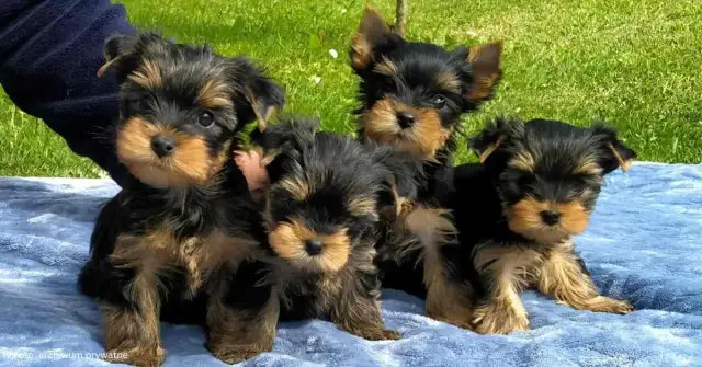 York ma włosy, nie sierść! Co to znaczy dla alergika i pielęgnacji?