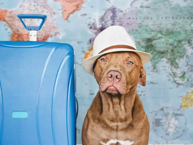 Pies w kapeluszu obok niebieskiej walizki na tle mapy świata.