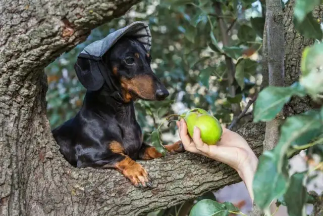Czy pies może jeść gruszki? Bezpieczne zasady i zdrowe porady
