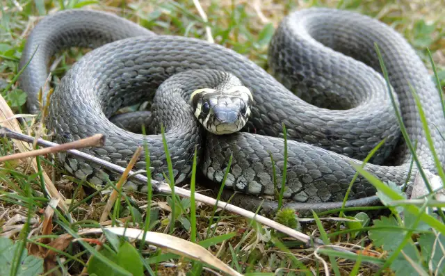 Żmija zygzakowata: Odróżnij ją od zaskrońca! Źrenica prawdę powie.