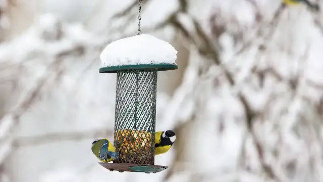 Czym nie karmić ptaków? Czarna lista i bezpieczne dokarmianie