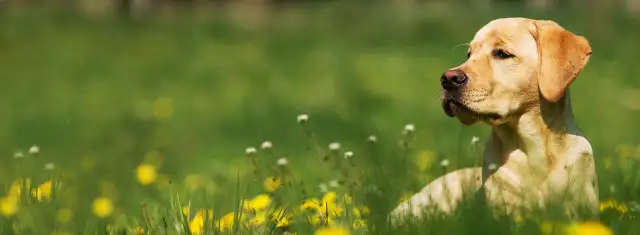 Skuteczne sposoby na kleszcze dla psa – opinie i porady z forum