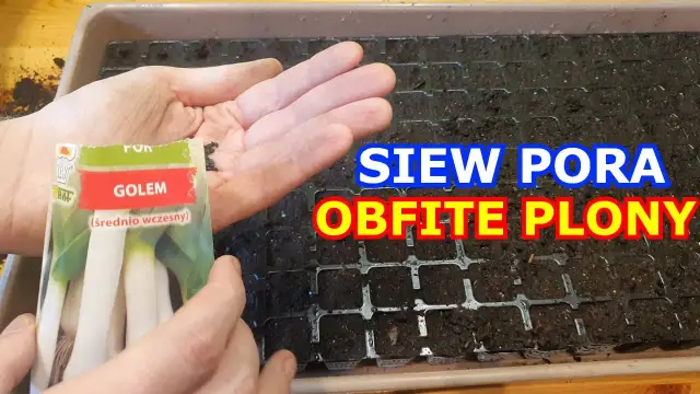 Kiedy siać por, aby uniknąć błędów i cieszyć się obfitym zbiorem