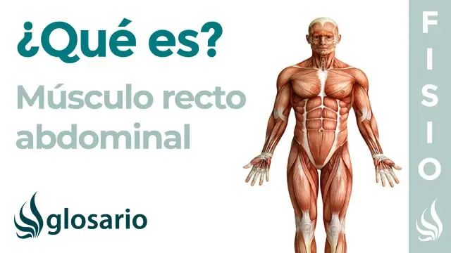Todo sobre el músculo recto del abdomen: anatomía, funciones y ejercicios