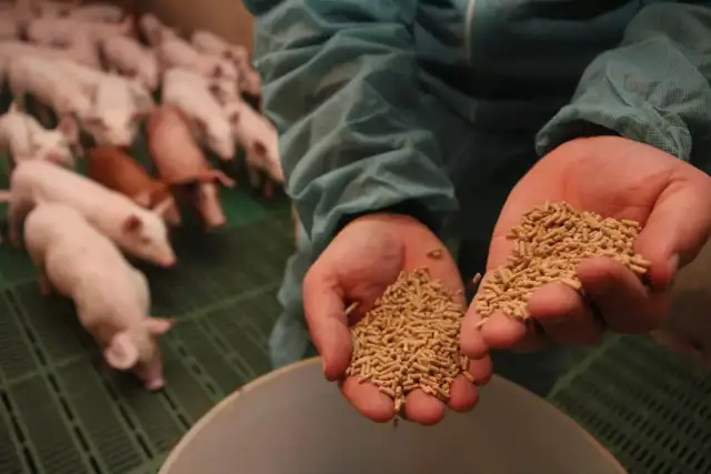 Dwie dłonie trzymają granulowany paszowy granulat, pokazując, czym karmić świnie. W tle widać stadko prosiąt.