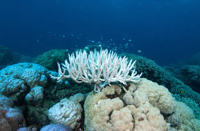 Dlaczego rafom koralowym grozi wyginięcie? Poznaj przyczyny