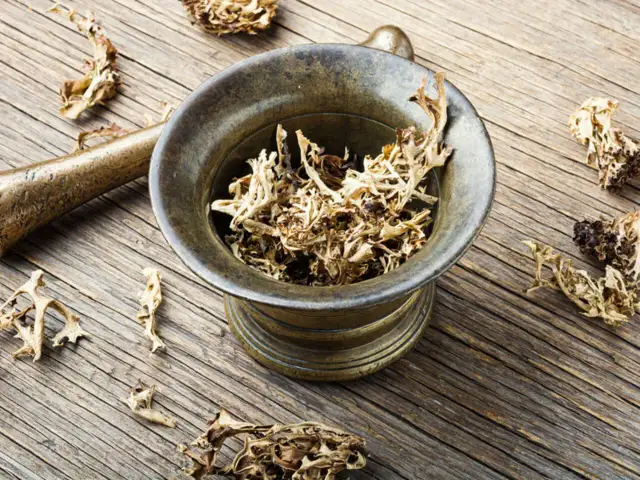 Suszone gałązki porostu islandzkiego w moździerzu i obok, gotowe do przygotowania leczniczego naparu.