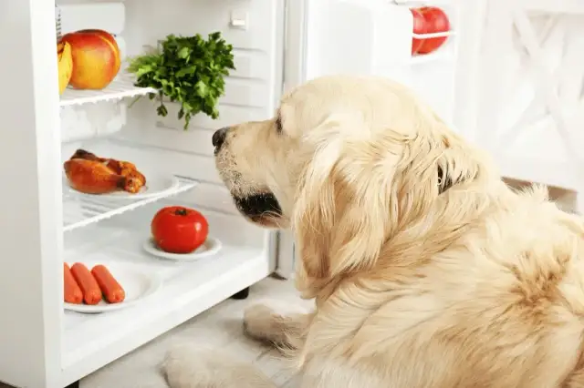 Jakie owoce dla psa są zdrowe i bezpieczne? Unikaj tych!