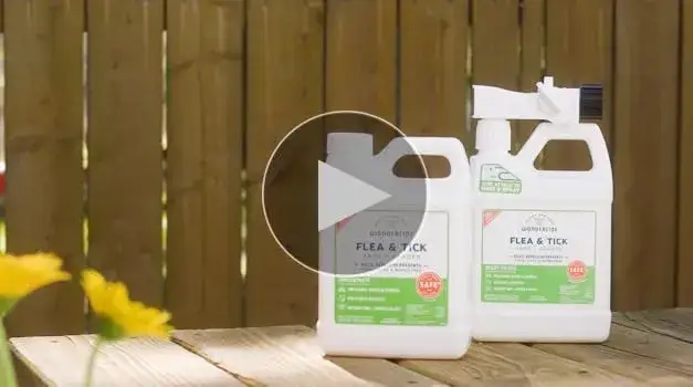 Los mejores mata pulgas: elimina eficazmente estos parásitos en casa