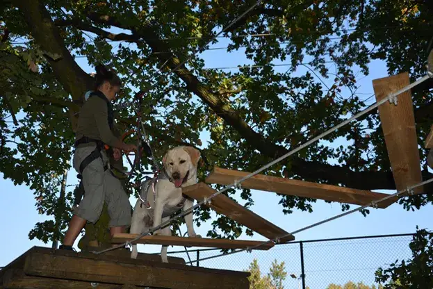 Park Linowy Brzeg Dolny: Cennik, trasy i porady na rodzinną przygodę