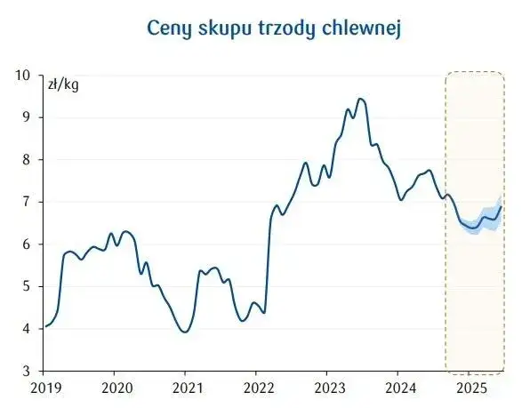 Po ile świnie w skupie? Aktualne ceny i prognozy dla hodowców