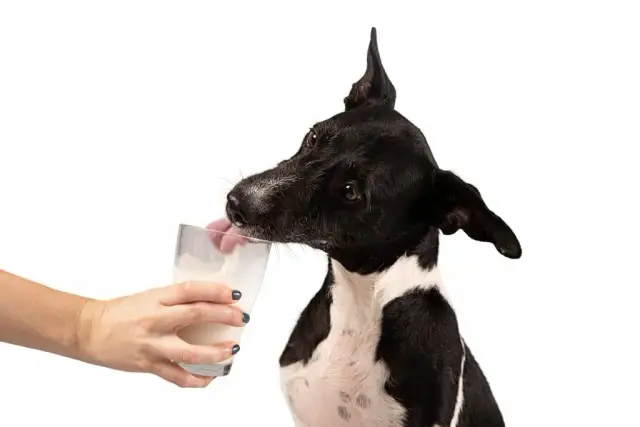 ¿Es buena la leche para los perros? Riesgos y alternativas seguras