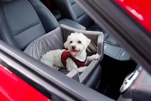 Szczeniak w aucie? Zadbaj o bezpieczną i spokojną podróż!