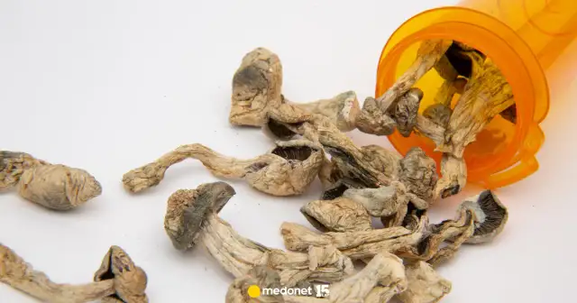 Grzyby halucynogenne w Norwegii: Prawo, kary, growkity. Co musisz wiedzieć?