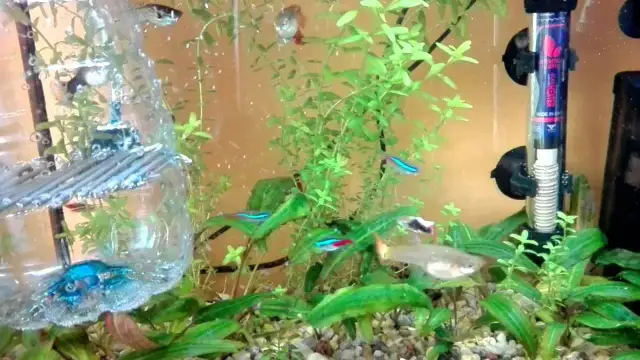 Jak zrobić kotnik dla gupika, aby zapewnić mu najlepsze warunki