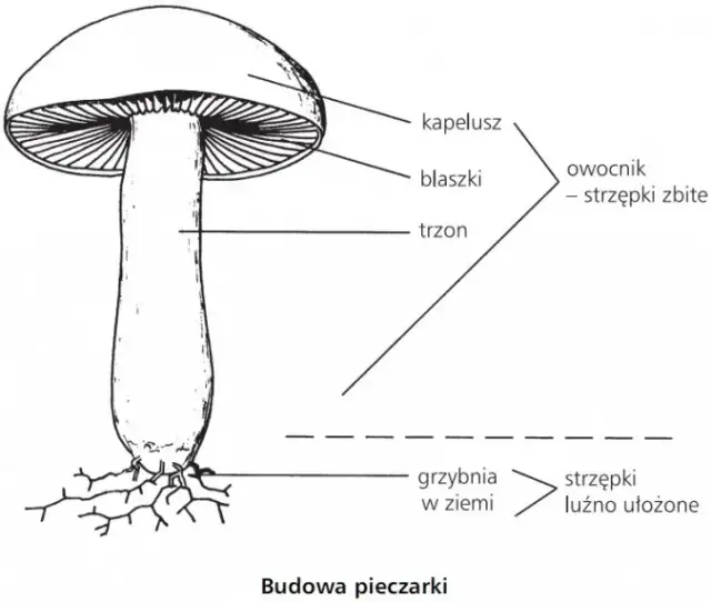 Poznaj fascynujące części grzyba wytwarzające zarodniki: budowa i funkcje
