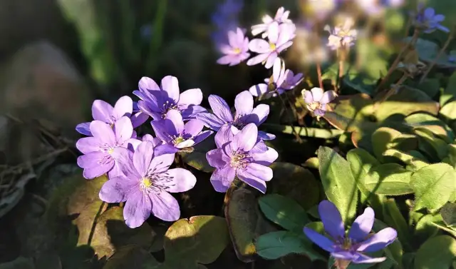 Jak zrobić taczka z drewna – krok po kroku bez zbędnych kosztów