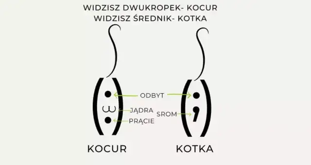Jak rozpoznać płeć małego kota? Praktyczne wskazówki dla właścicieli