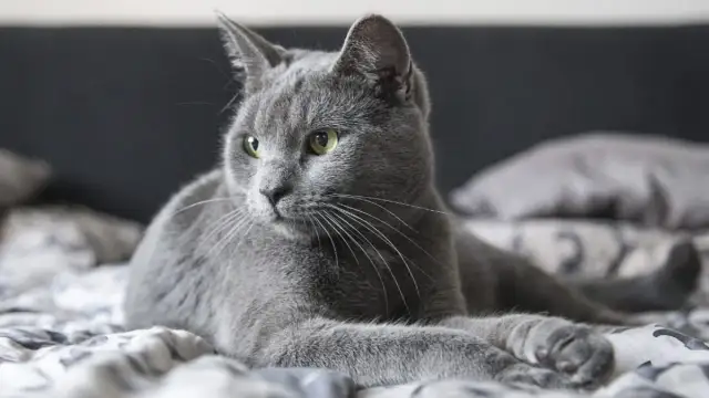 Szary kot Afrodyty: wyjątkowe cechy, pielęgnacja i gdzie kupić