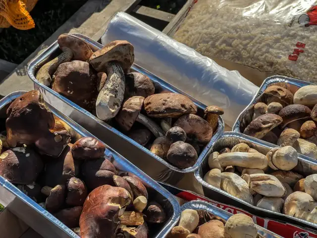 Po ile grzyby na skupie? Sprawdź aktualne ceny i zarobki