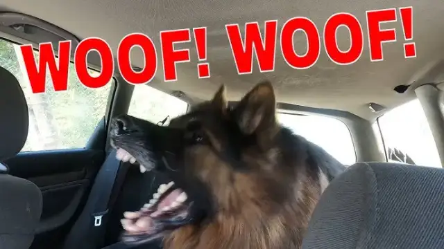 Owczarek niemiecki szczeka: Rozszyfruj komunikaty i uspokój psa