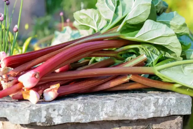 Kiedy jest sezon na rabarbar? Sprawdź najlepszy czas na zbiór
