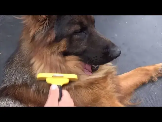 Jaką szczotkę wybrać dla owczarka niemieckiego długowłosego, aby uniknąć problemów z sierścią?